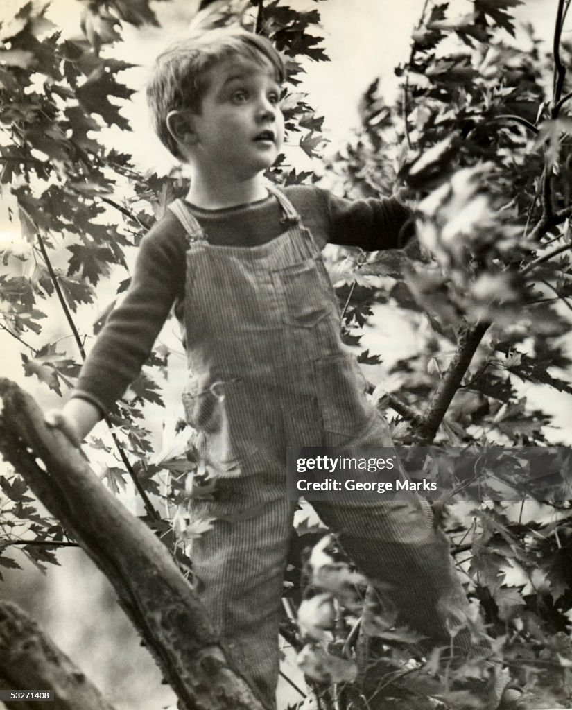 Young boy climbing tree