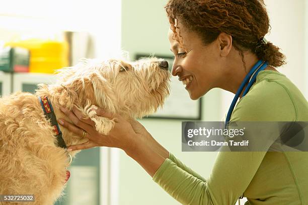 veterinarian petting scruffy dog - kind person stock pictures, royalty-free photos & images