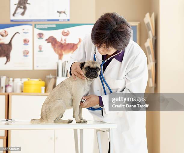 veterinarian examining dog - pug stock pictures, royalty-free photos & images