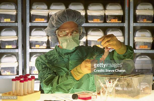 laboratory technician examining mouse - topo foto e immagini stock