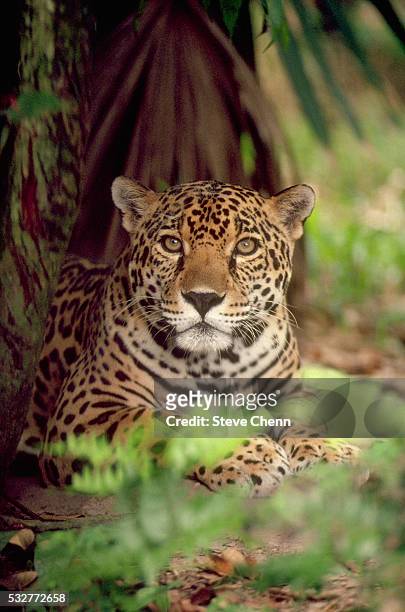 jaguar - jaguar bildbanksfoton och bilder