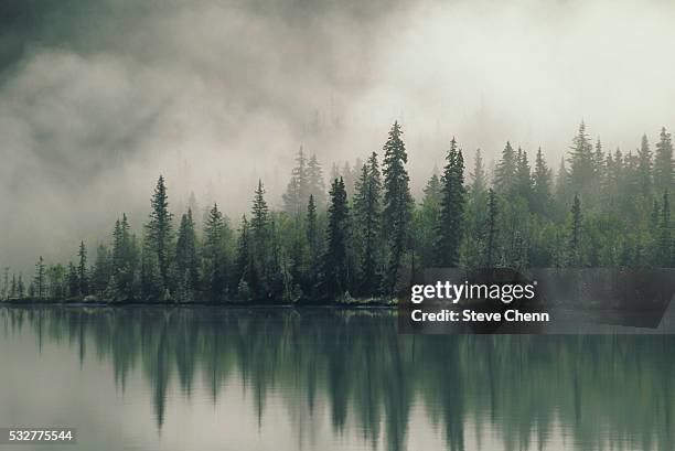 misty lake reflecting evergreens - かすみ ストックフォトと画像