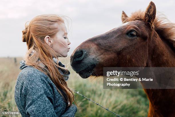 love in the wild - iceland horse stock pictures, royalty-free photos & images