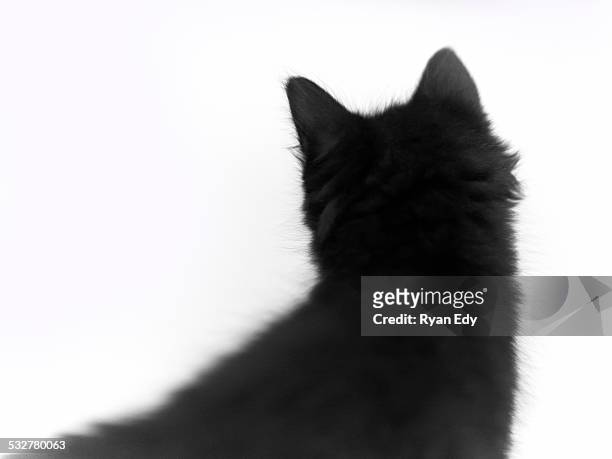 kitten - cat back stock pictures, royalty-free photos & images