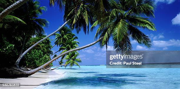 palm trees leaning over beach - rock of ages stock pictures, royalty-free photos & images