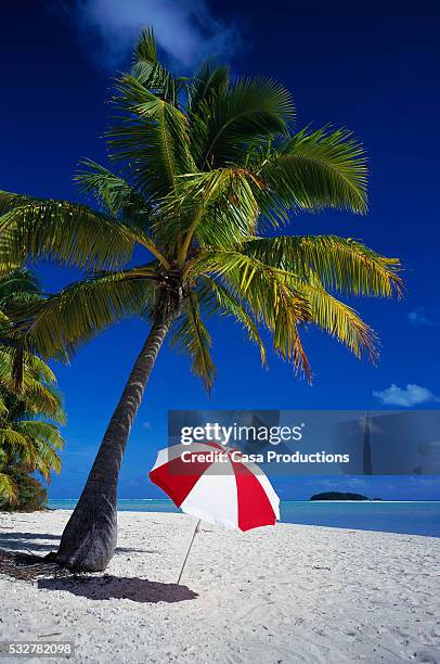 red umbrella under palm tree - beach umbrella isolated stock-fotos und bilder