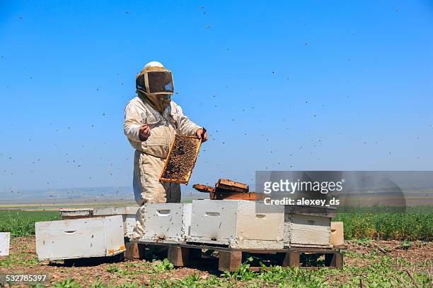 beekeeper at work - apiculture stock pictures, royalty-free photos & images