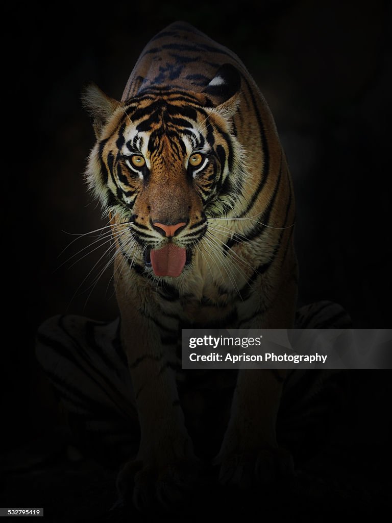 Sumatran Tiger looking at camera with curiosity