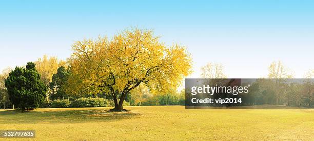 autumn tree growing in rural landscape - ginkgo stockfoto's en -beelden