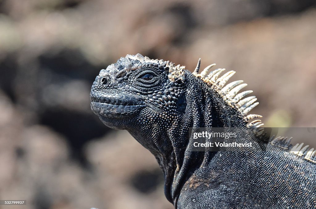Land iguana close-up in Isabela island, Galápagos