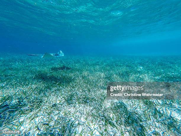 stingray at shark ray alley - ambergris caye bildbanksfoton och bilder