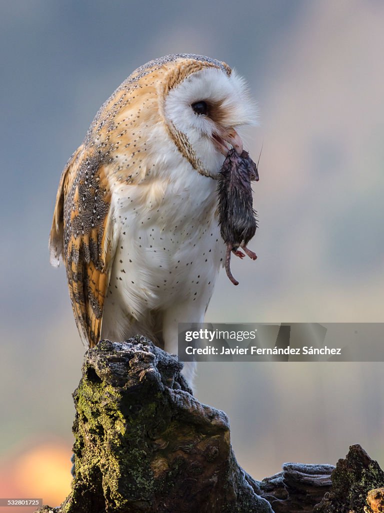 Owl with a mouse
