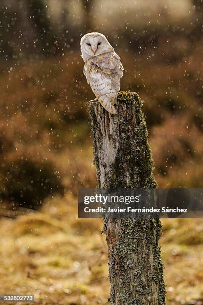 barn owl in the rain - rain owl stock pictures, royalty-free photos & images