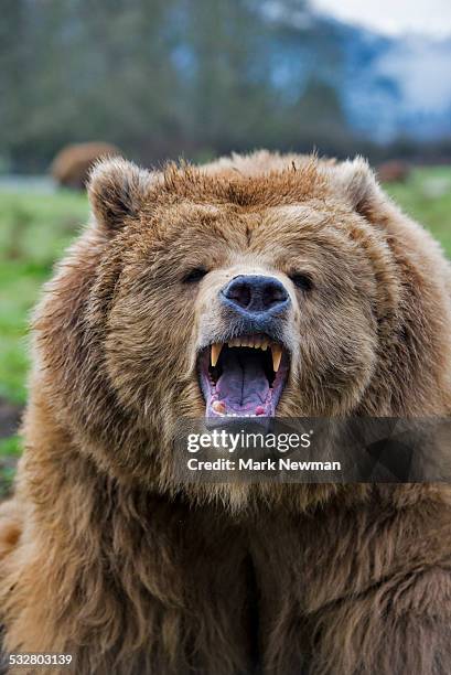 growling grizzly bear - brown bear stock pictures, royalty-free photos & images