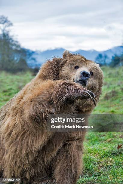 grizzly bear - klauw-lichaamsdeel-van-dieren stockfoto's en -beelden