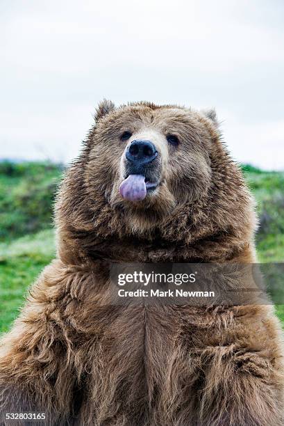 grizzly sticking out tongue - djurtunga bildbanksfoton och bilder