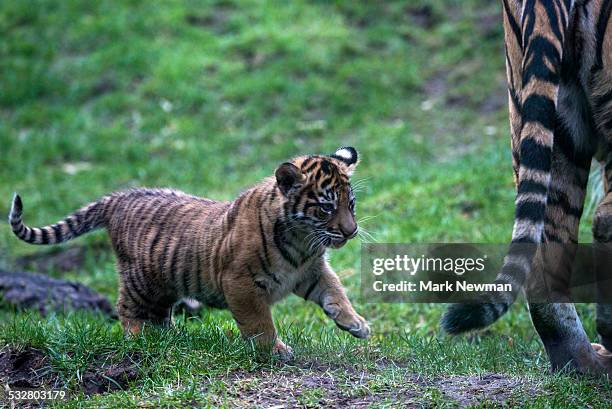 sumatran tiger cubs - tiger cub stock-fotos und bilder