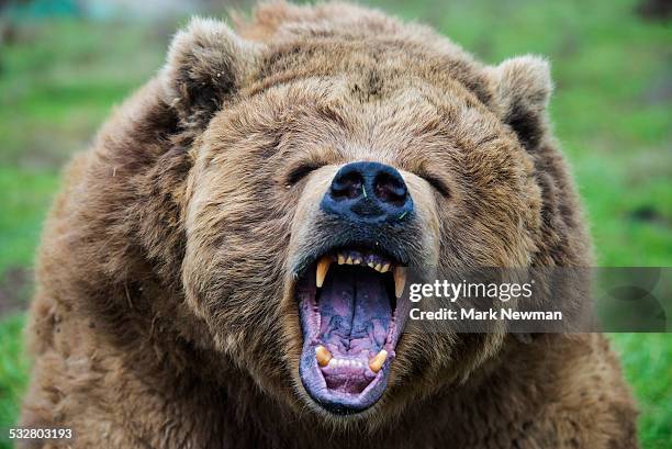 growling grizzly bear - hoektand stockfoto's en -beelden