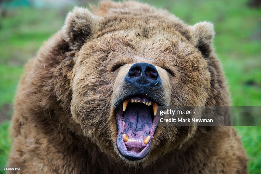 Growling grizzly bear