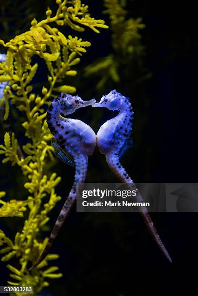 potbelly sea horse - different animals together stock-fotos und bilder