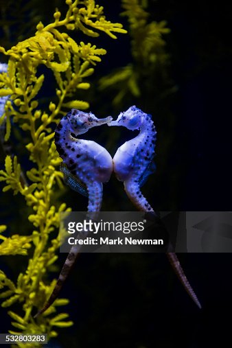 895 Blue Seahorse Photos and Premium High Res Pictures - Getty Images