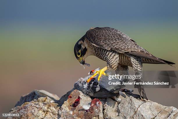 peregrine falcon eating a pigeon - peregrine falcon stock-fotos und bilder