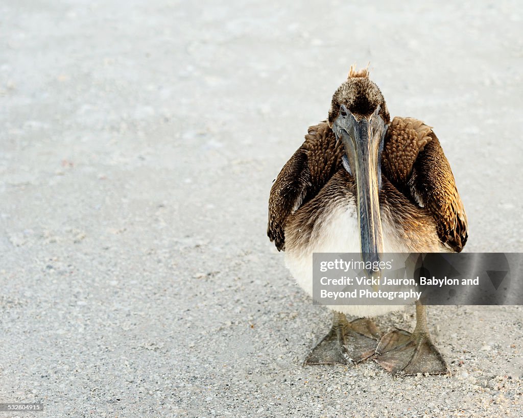 Squatty Little Pelican Staring into Camera