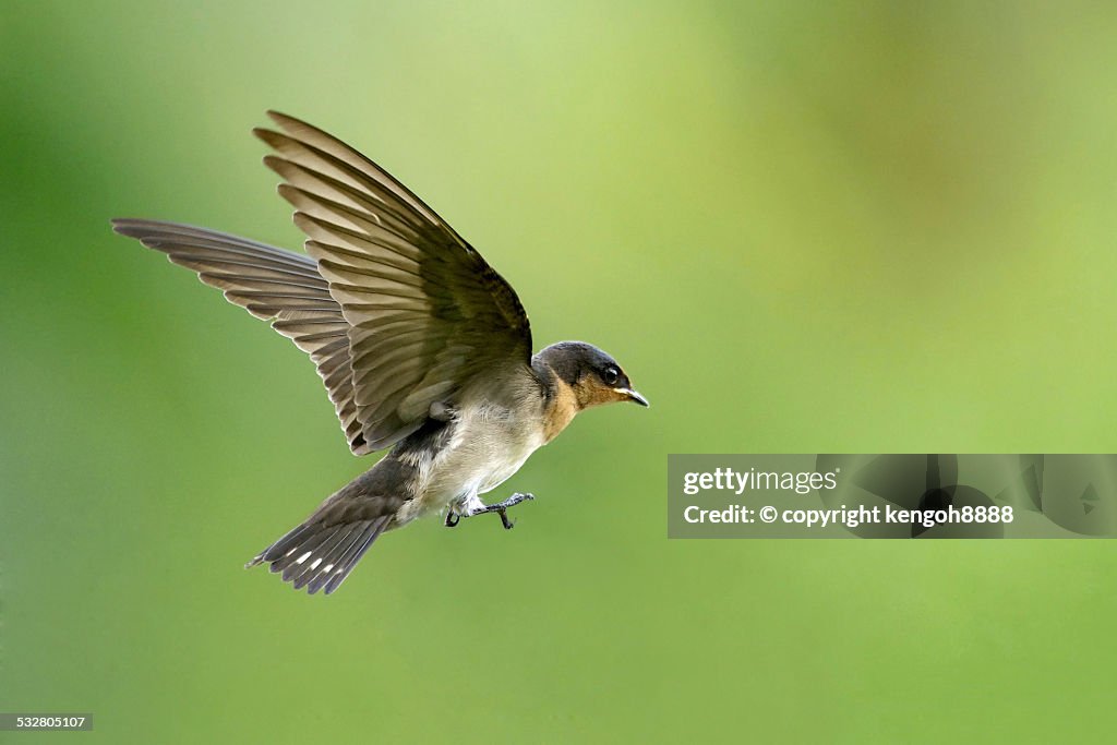 Pacific swallow in flight