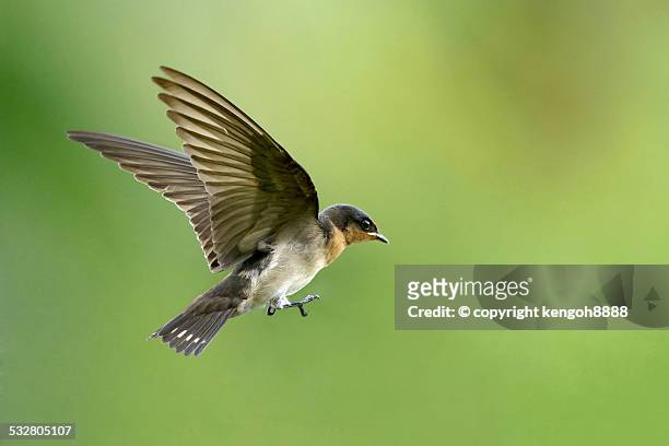 pacific swallow in flight - swallow bird - fotografias e filmes do acervo