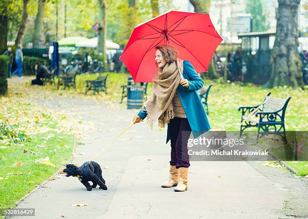 senior woman with umbrella walking a dog in a park - barking dog stock pictures, royalty-free photos & images
