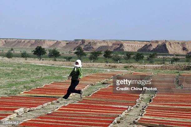 Farmer suns harvested medlars at a medlar farm on July 24, 2005 in Tongxin County of Ningxia Hui Autonomous Region, north China. Ningxia is known as...