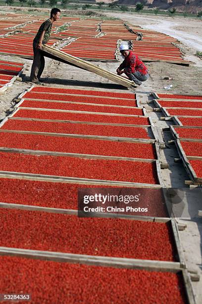 Farmers sun harvested medlars at a medlar farm on July 24, 2005 in Tongxin County of Ningxia Hui Autonomous Region, north China. Ningxia is known as...