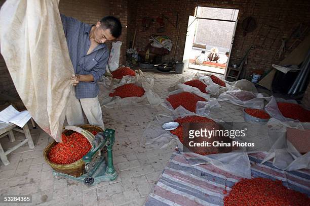 Farmer weighs newly harvested medlars at a medlar farm on July 24, 2005 in Tongxin County of Ningxia Hui Autonomous Region, north China. Ningxia is...