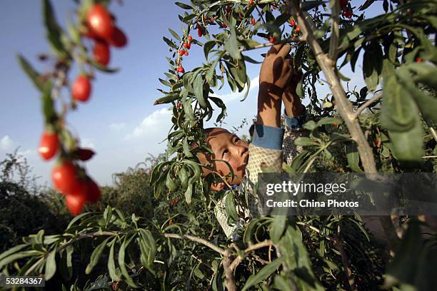 Child picks medlars at a medlar farm on July 24, 2005 in Tongxin County of Ningxia Hui Autonomous Region, north China. Ningxia is known as the...