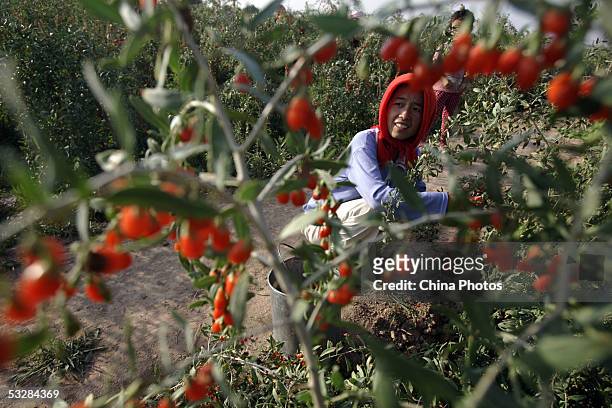 Farmer picks medlars at a medlar farm on July 24, 2005 in Tongxin County of Ningxia Hui Autonomous Region, north China. Ningxia is known as the...