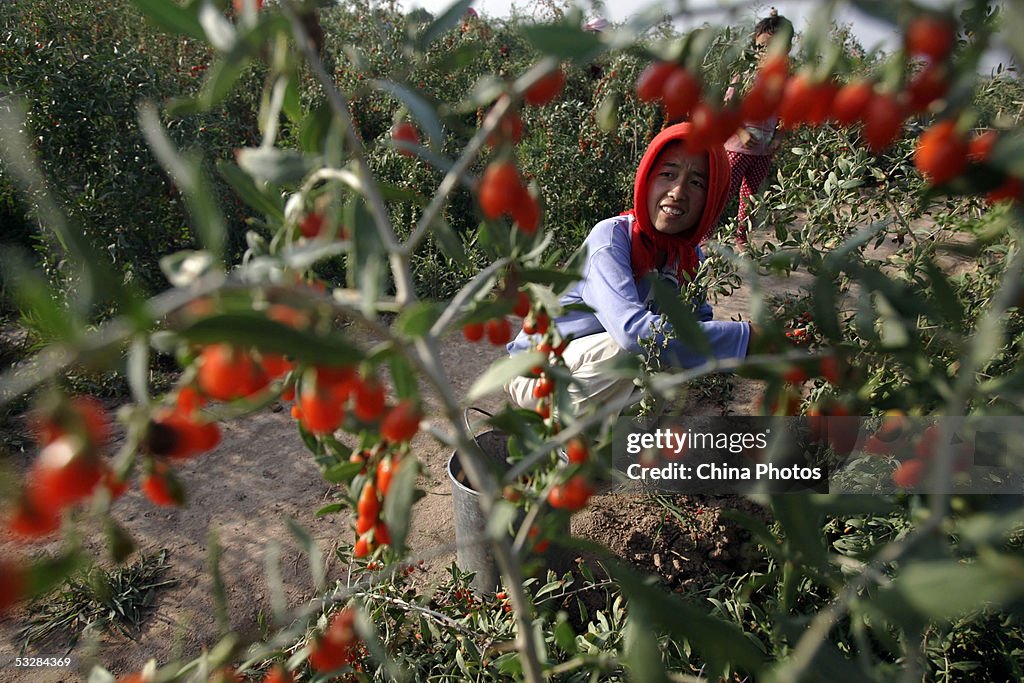 Farmers Harvest Medlars In Ningxia Of China