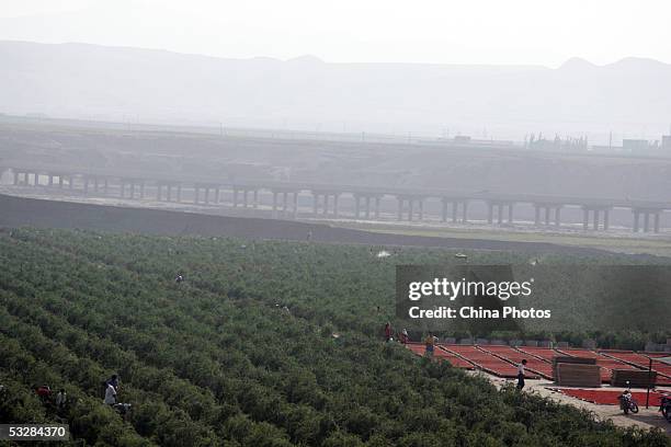 General view of a medlar farm where farmers are picking and sunning medlars on July 24, 2005 in Tongxin County of Ningxia Hui Autonomous Region,...