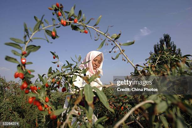 Farmer picks medlars at a medlar farm on July 24, 2005 in Tongxin County of Ningxia Hui Autonomous Region, north China. Ningxia is known as the...