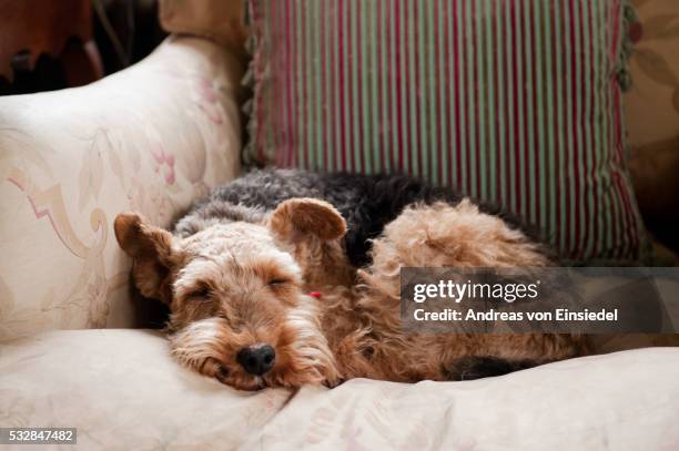 christmas at keepers cottage - dog on a couch stock pictures, royalty-free photos & images