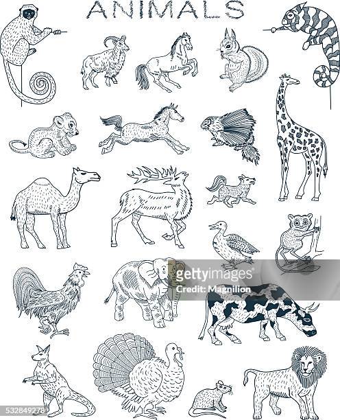 illustrazioni stock, clip art, cartoni animati e icone di tendenza di animali e schizzi - lemur