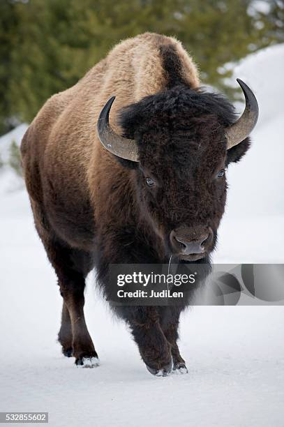 yellowstone bison im schnee - wildrind stock-fotos und bilder