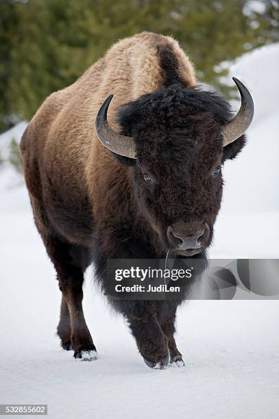 yellowstone bison im schnee - oxen stock-fotos und bilder