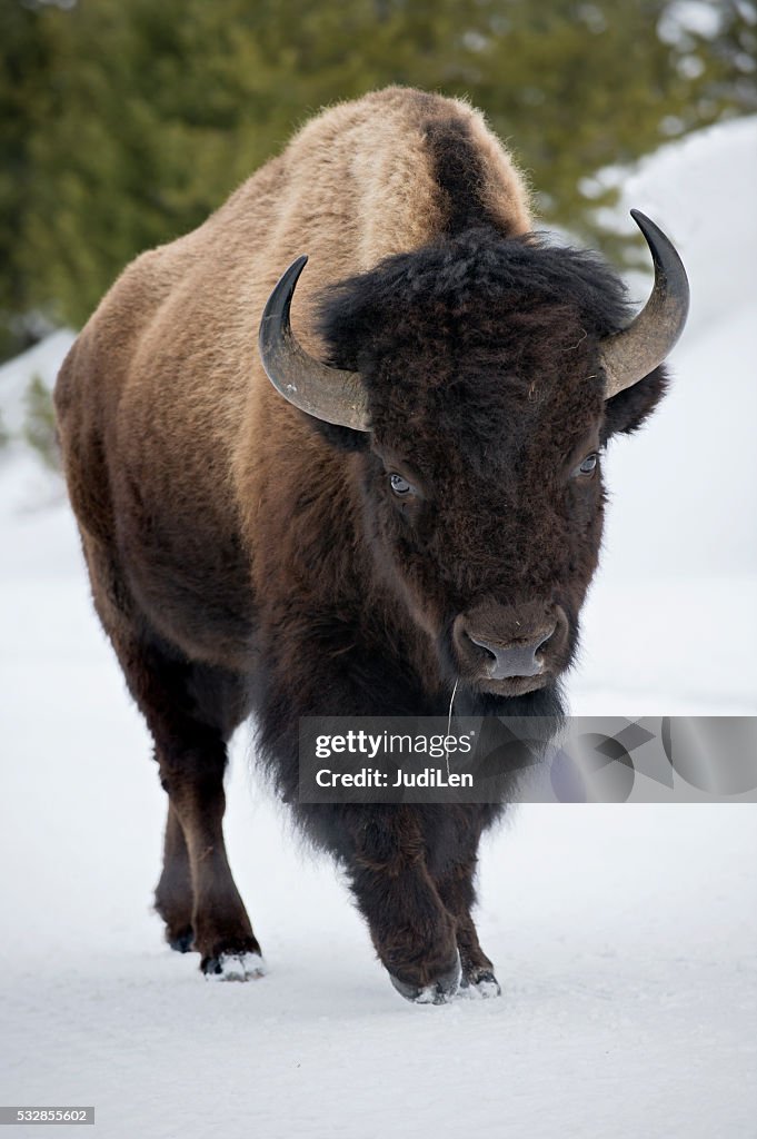 Yellowstone Bison in Snow