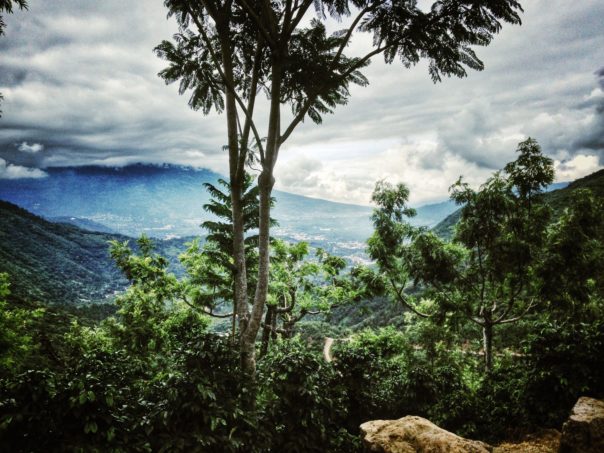 antigua rainforest