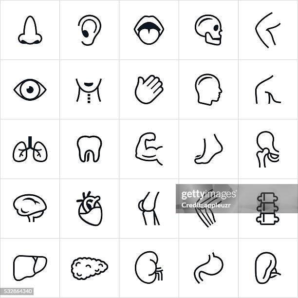 ilustraciones, imágenes clip art, dibujos animados e iconos de stock de iconos de la anatomía humana - head and shoulders