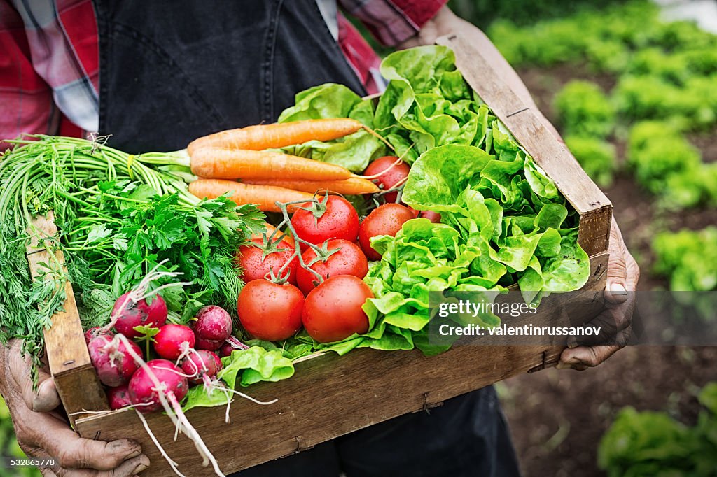 Hands holding a grate full of fresh vegetables