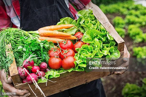 hands holding a grate full of fresh vegetables - garden harvest bildbanksfoton och bilder