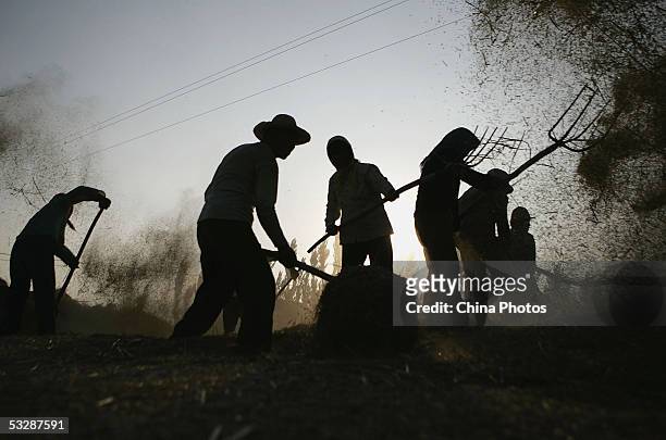 Farmers thresh grain at a farm on July 24, 2005 in Tongxin County of Ningxia Hui Autonomous Region, northwest China. Chinese Vice Premier Hui Liangyu...