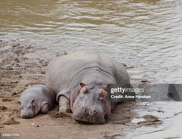wildlife - baby hippo stock pictures, royalty-free photos & images