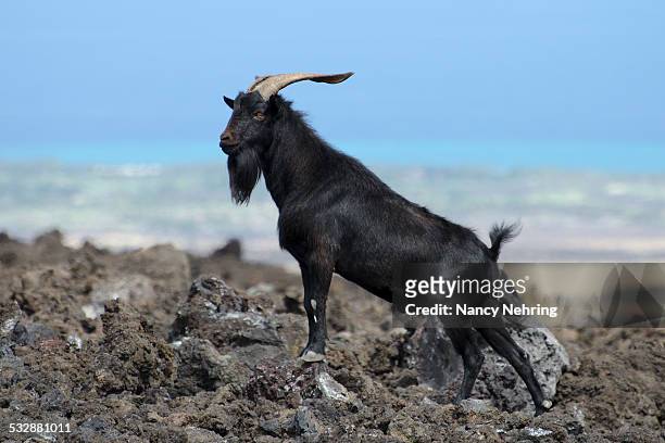 wildlife - black goat stock pictures, royalty-free photos & images